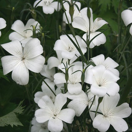 [26年2月中下旬予約]アグロステンマ：オーシャンパール3号ポット