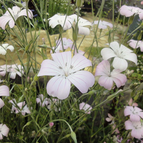 アグロステンマ：桜貝3～3.5号ポット