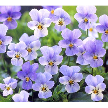 園芸ネット本店｜ビオラ憧憬すみれ：水色のワルツ3.5号ポット2株セット