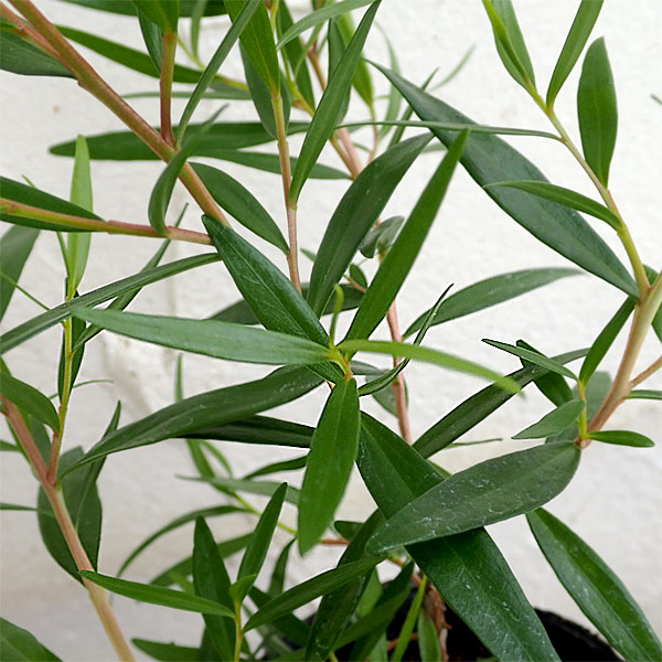 ティーツリー：レモンティーツリー3号ポット2株セット