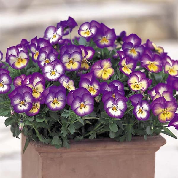 パンジー虹色スミレ：ロイヤルブルー3-3.5号ポット4株セット