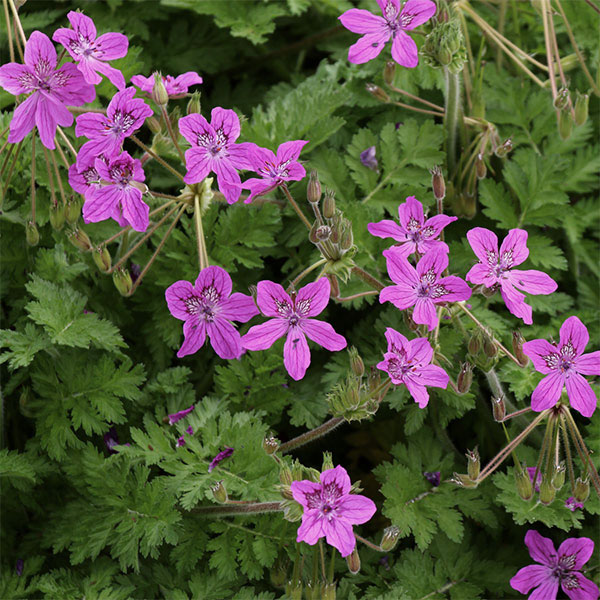 エロディウム：マネスカヴィ3.5号ポット