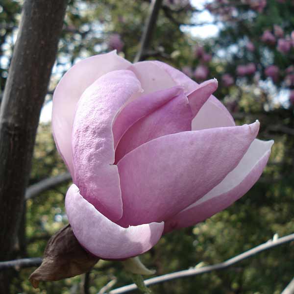 [25年11月中下旬予約]モクレン（マグノリア）：錦モクレン（ニシキモクレン）4.5号ポット＊