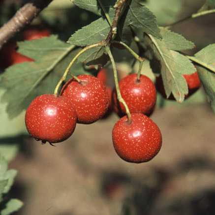 サンザシ（大実山査子）：西安5号ポット
