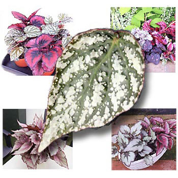 限定：ベゴニア・レックス：ジョリーシルバー2.5号ポット2株セット