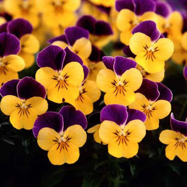 園芸ネット本店｜ビオラ：サンベリーナプチパープル＆イエロー3～3.5号
