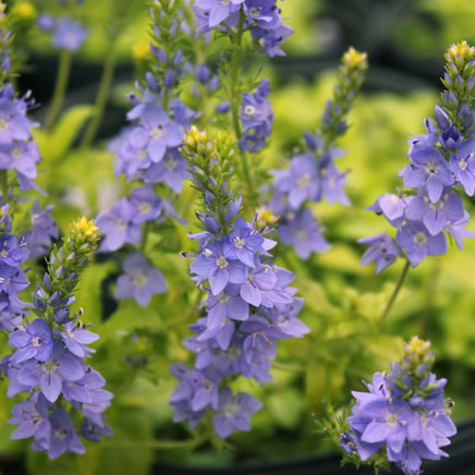 ベロニカ：アズテックゴールド3～3.5号ポット2株セット