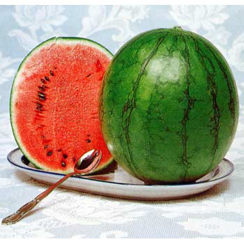 [26年5月中下旬予約]スイカ（ミニ）：レッドミニバルーン接木苗3.5号ポット