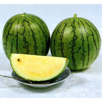 [26年5月中下旬予約]スイカ（ミニ）：イエローミニバルーン接木苗3.5号ポット