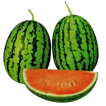 [26年5月中下旬予約]スイカ（ミニ）：ラグビーバルーン接木苗3.5号ポット