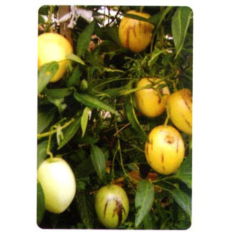 ペピーノ3号ポット2株セット