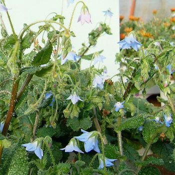 ボリジ：クリーピングボリジ3～3.5号ポット4株セット