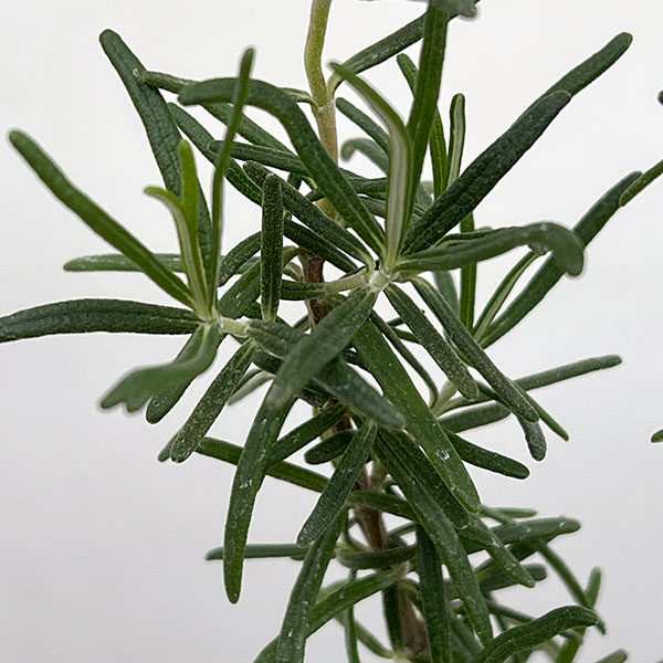 ローズマリー：ポルトグースピンク3号ポット