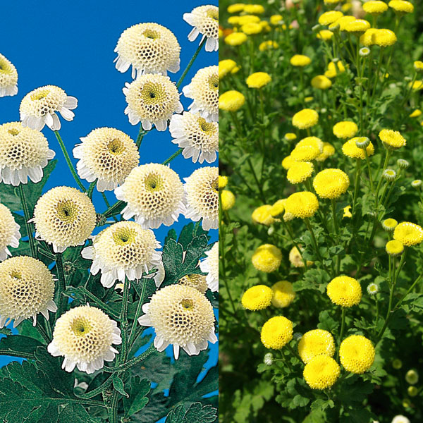 [送料無料]マトリカリア・高性花色ミックス3号ポット28株セット