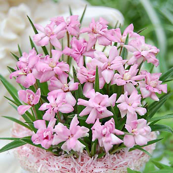 アッツザクラ（ロドヒポキシス）：八重咲き3号ポット