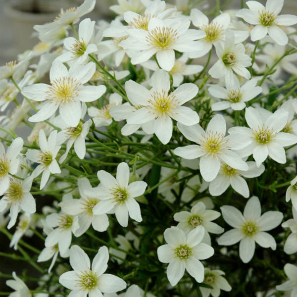 クレマチス：カルトマニージョー3.5号ポット