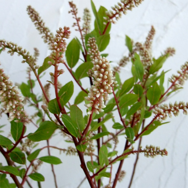 コバノズイナ：サライブ5号ポット