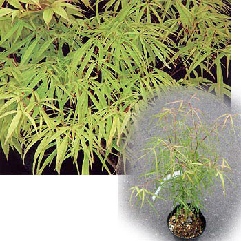 モミジ：琴ノ糸（コトノイト）4-5号ポット