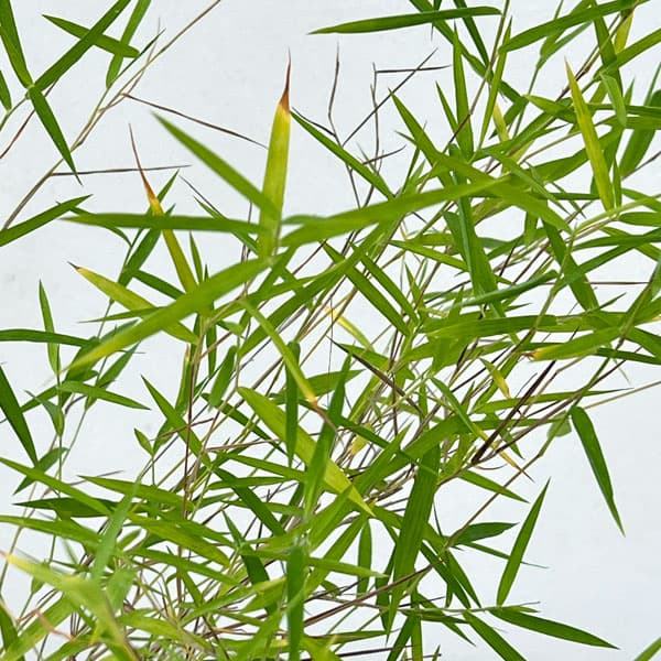 黒軸カリヤス2.5号ポット