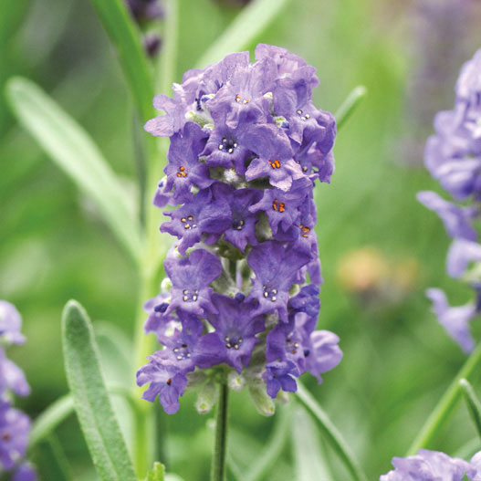 ラベンダー：イングリッシュ エレガンス・スカイ3号ポット