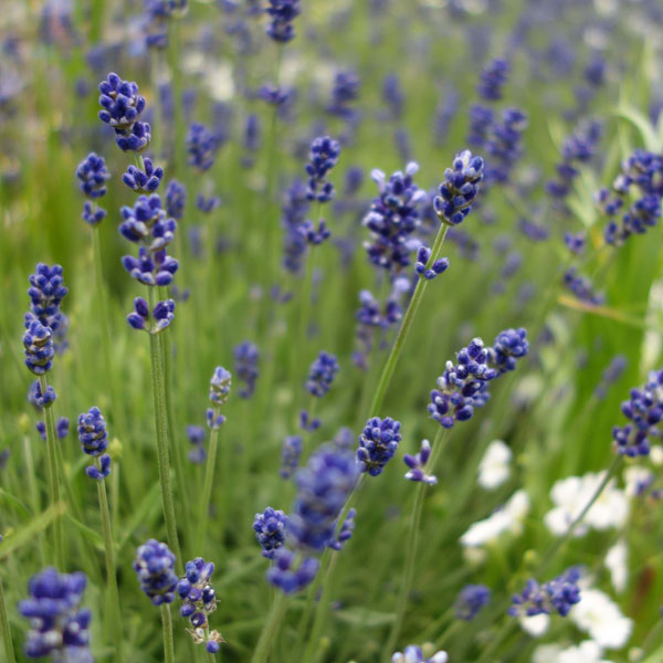 ラベンダー：イングリッシュ エレガンス・パープル3号ポット