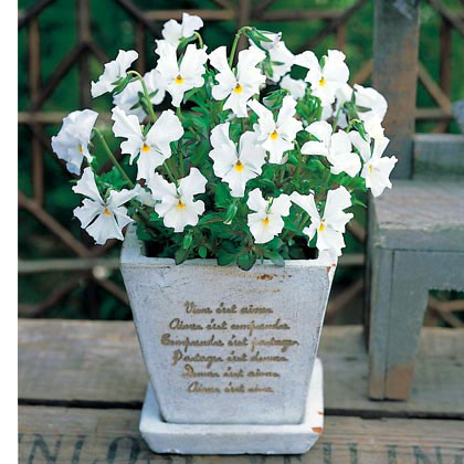 園芸ネット本店｜ビオラ憧憬すみれ：ホワイトバタフライ3.5号ポット2株