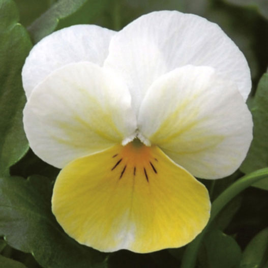 ビオラ：ペニープリムローズバイカラー3～3.5号ポット4株セット