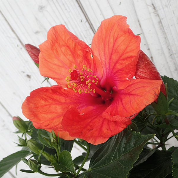 ハイビスカス：サニーシティー・レッド系5号鉢植え