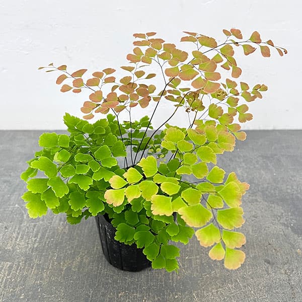 アジアンタム：スクータムロゼウム　3号ポット