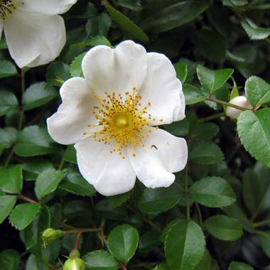 バラ（原種）：テリハノイバラ3.5号ポット