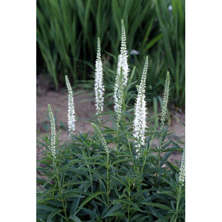 ベロニカ：スピカータ　アルバ3号ポット2株セット