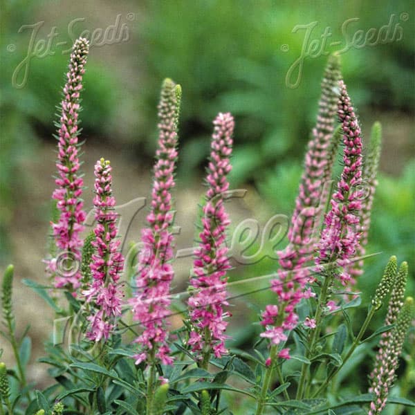 ベロニカ:スピカータ ピンクゴブリン3号ポット2株セット