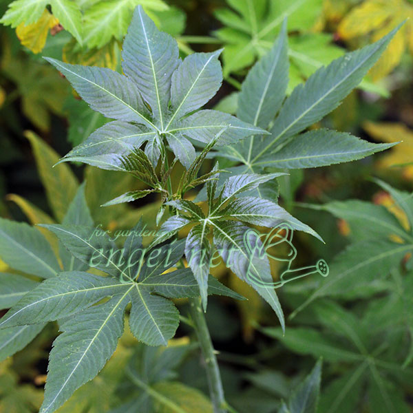 [26年2月中下旬予約]甜茶（テンチャ）3.5号ポット