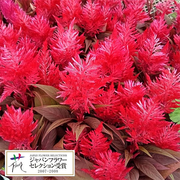 赤　ピンク　ケイトウ　11本+ヘッド1個　　種付き 赤 ピンク ケイトウ 11本+ヘッド1個 種付き