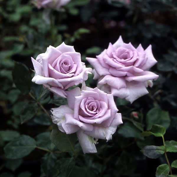 ミニバラ：薔薇の海（ばらのうみ）大苗