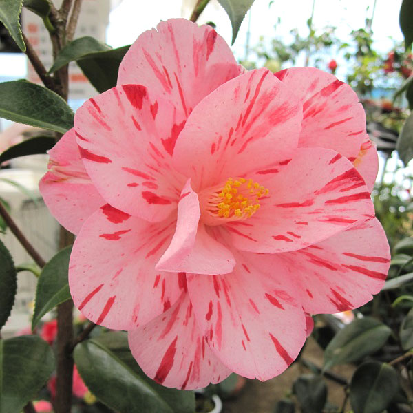 ツバキ（椿）：春の台（はるのうてな）4.5号ポット