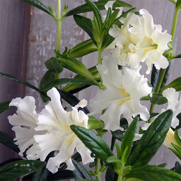 ミムラス：オーランティアヌスホワイト3.5号ポット3株セット