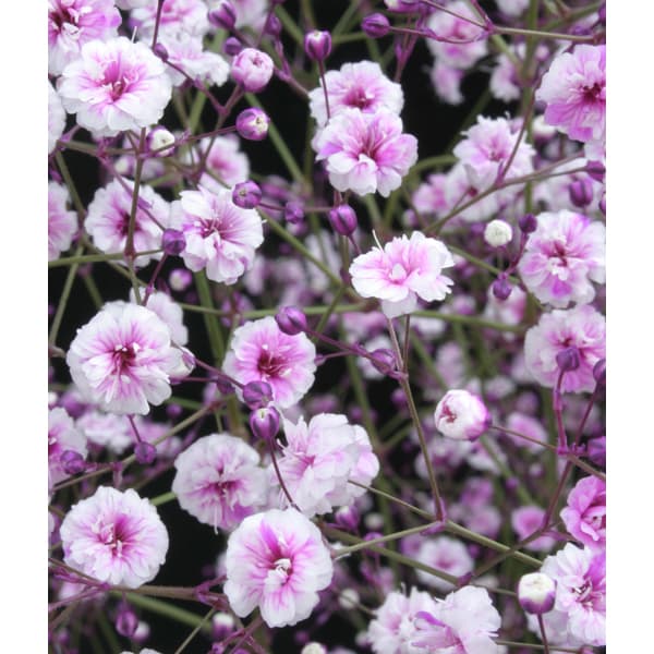 宿根カスミソウ：レッドシー（赤花八重）3号ポット3株セット