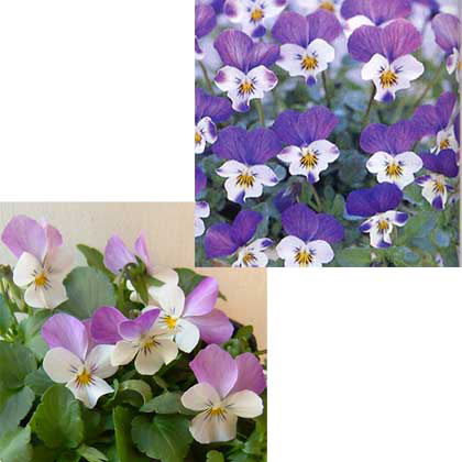 ビオラ憧憬すみれ：天使のウインク3.5号ポット24株セット