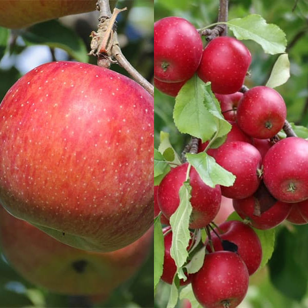 リンゴ2種受粉樹セット：津軽（つがる）とアルプス乙女[互いに受粉し実付きがよくなる異品種セット]