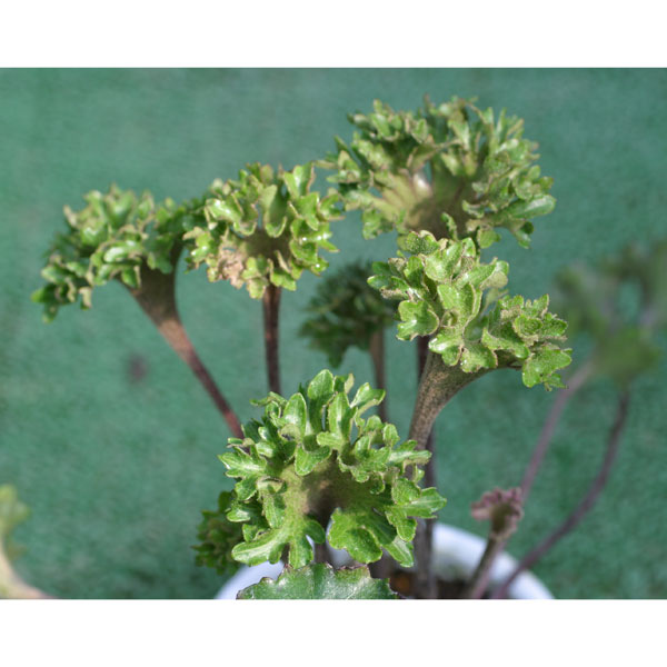 厳龍牡丹 ツワブキ 石化牡丹ツワブキ-ツワブキ・山野草・宿根草・高山
