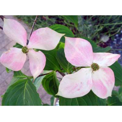 ヤマボウシ：源平やまぼうし　夢心（ゆめごころ）6号ポット