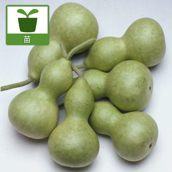 ひょうたん：千成ひょうたん2.5～3号ポット（観賞用）