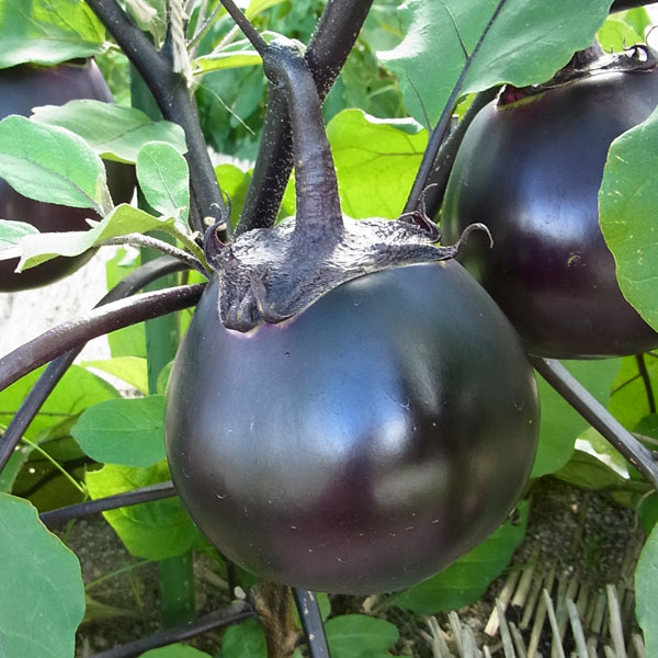 京野菜：ナス：加茂なす自根苗3～3.5号ポット