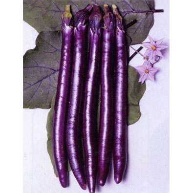 珍しい夏野菜の苗！家庭菜園で育てやすい人気品種などのおすすめ