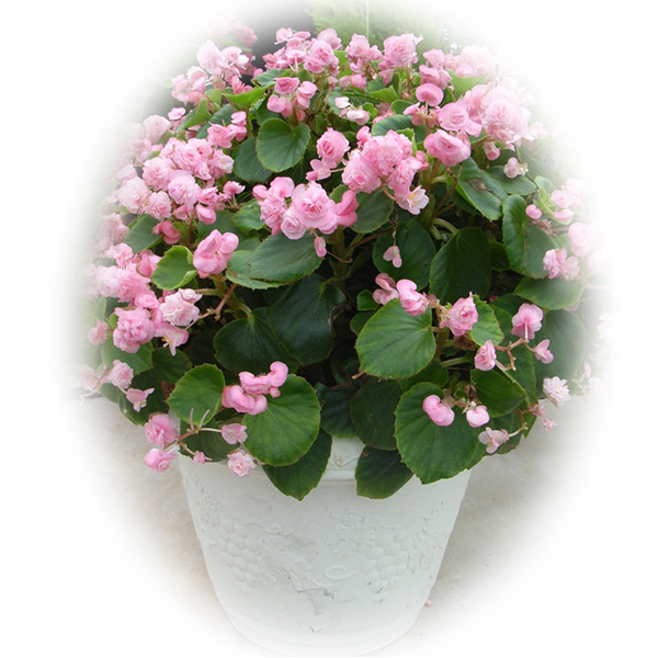 ベゴニア：ボンボリーナ　キャンディピンク3号ポット2株セット