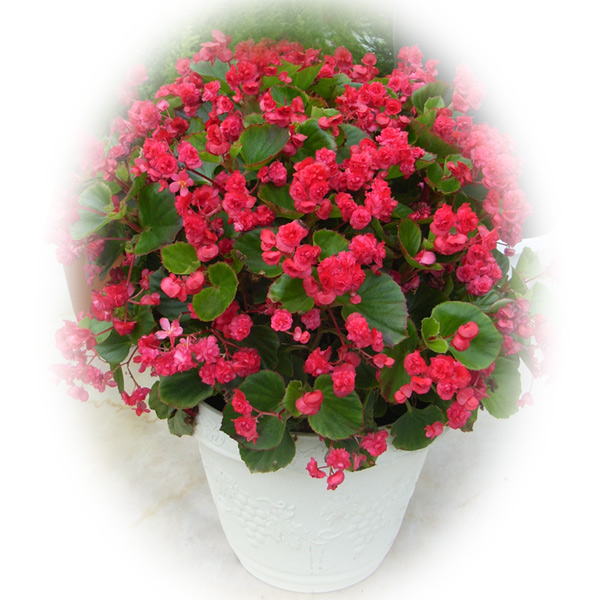 ベゴニア：ボンボリーナ　チェリーレッド3号ポット2株セット