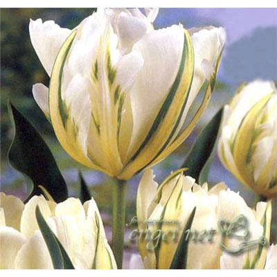 [26年2月中下旬予約]チューリップ：ホワイトバレー1球植え芽出し3号深ポット