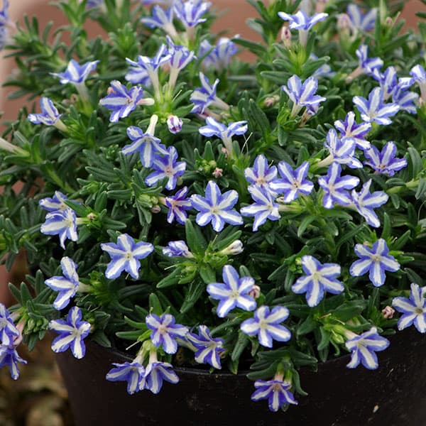 リソドラ：ホワイトスター3-3.5号ポット6株セット