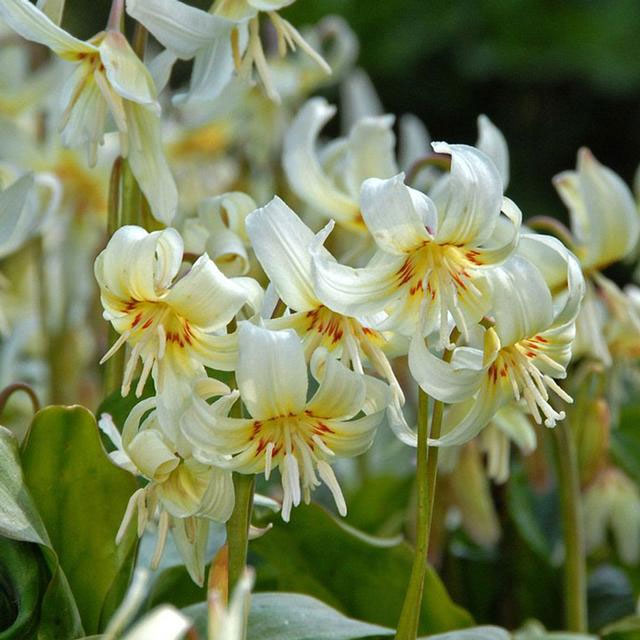 西洋カタクリ（エリスロニューム）：ホワイトビューティー3号ポット